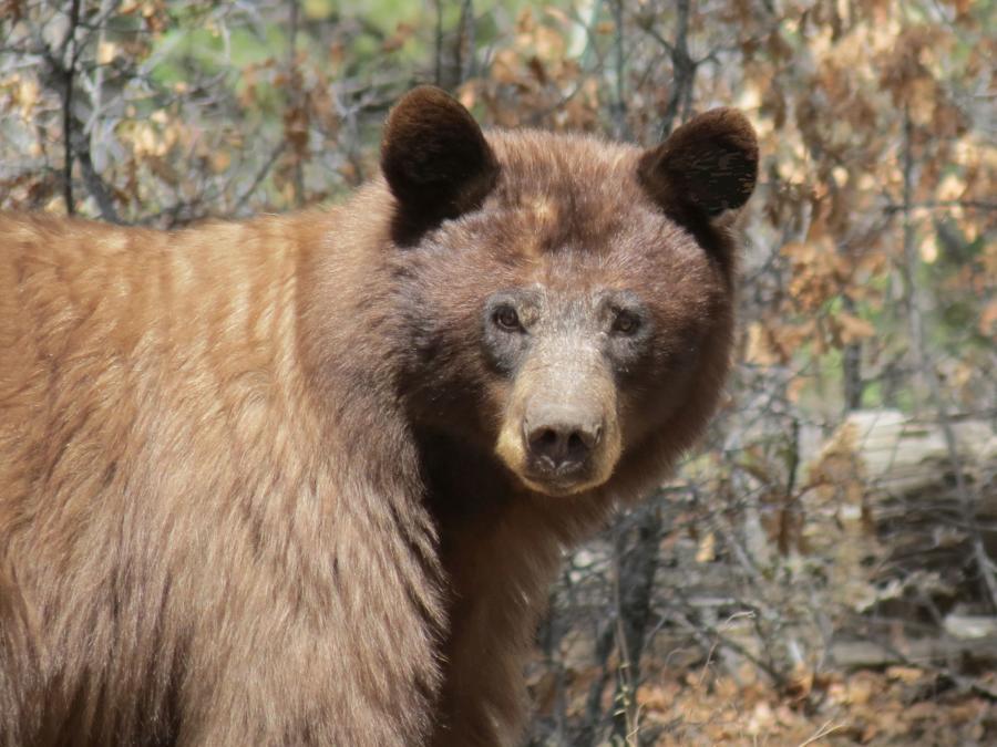 New Mexico Black Bear